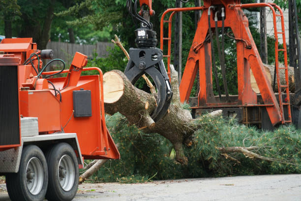 Best Tree Trimming Near Me  in USA